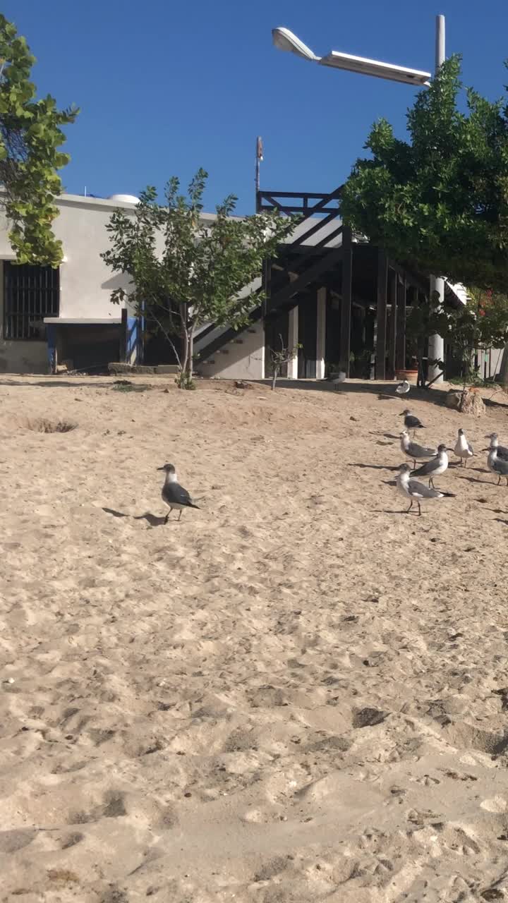 一群海鸥在加勒比海海滩上疯狂觅食的慢动作镜头视频素材