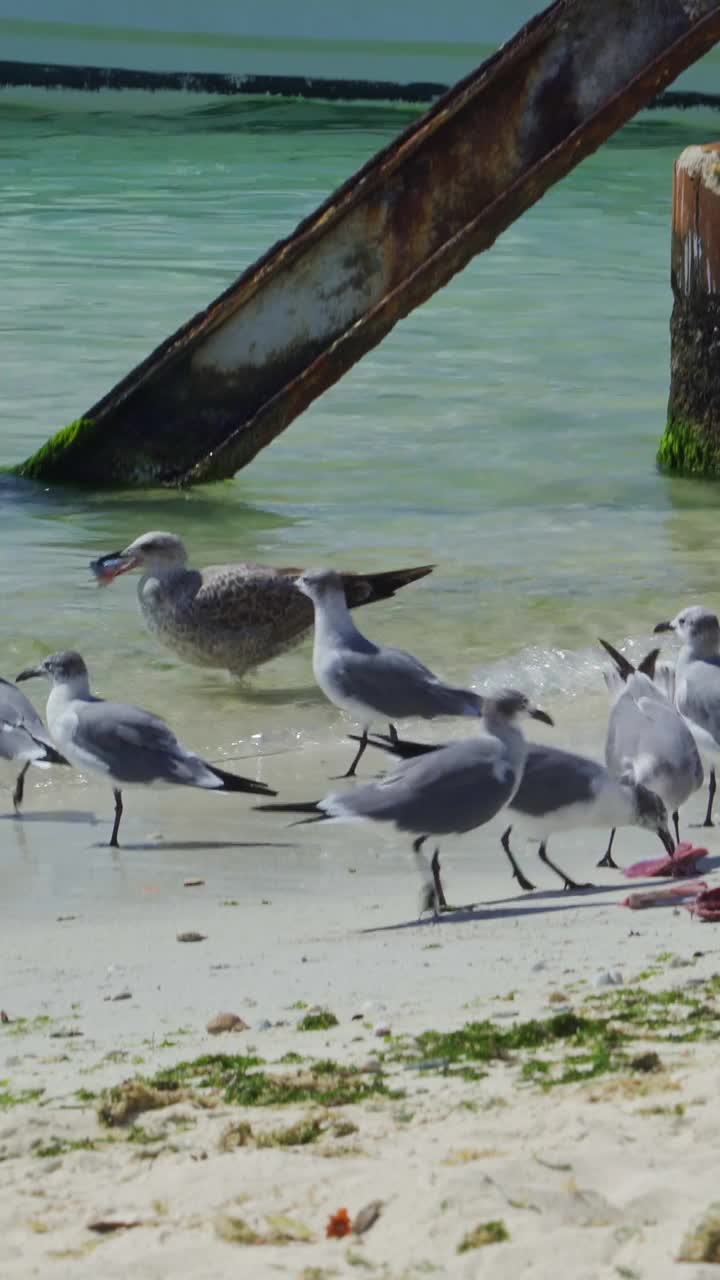 一群海鸥在加勒比海的海滩上疯狂地进食视频素材