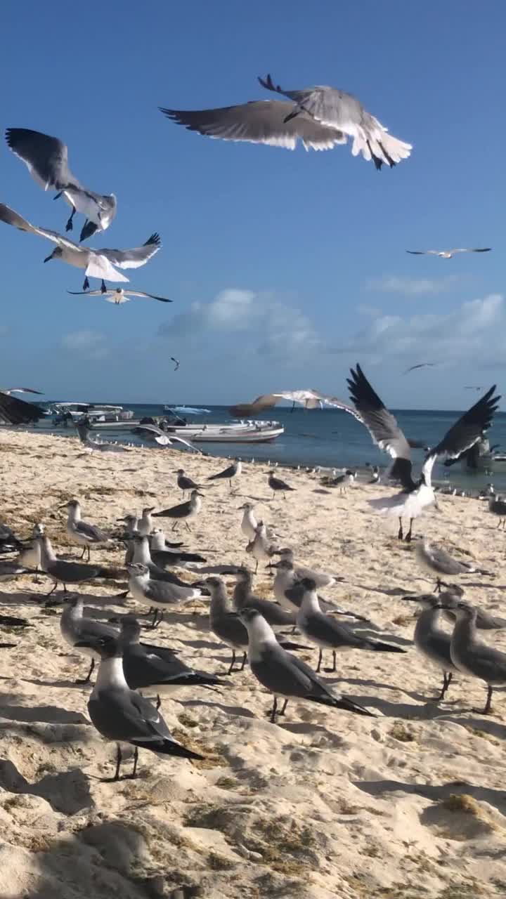 一群海鸥在加勒比海海滩上疯狂觅食的慢动作镜头视频素材