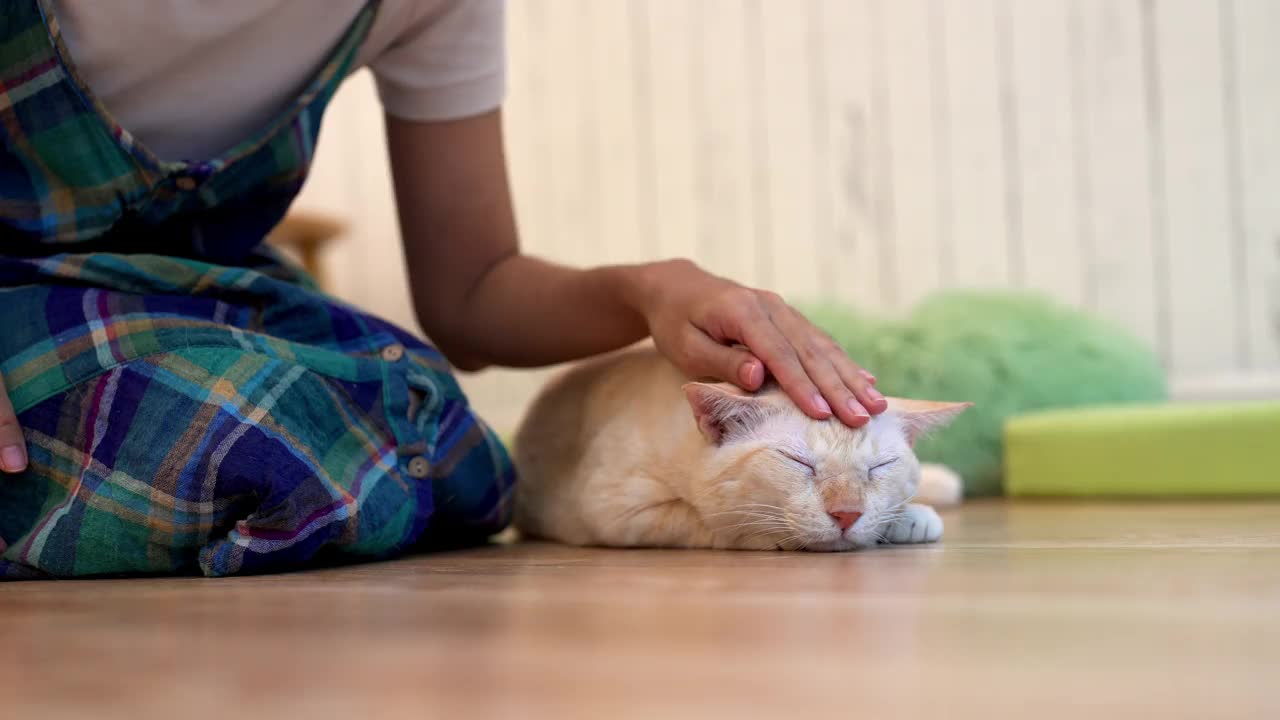 年轻的亚洲女人在地板上玩可爱的猫视频素材