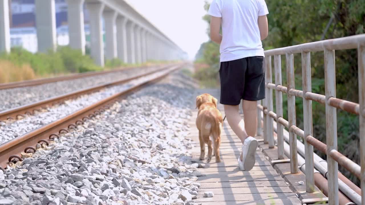 男人在户外遛狗。精力充沛的拉布拉多金毛寻回小狗沿着铁轨走着。视频素材