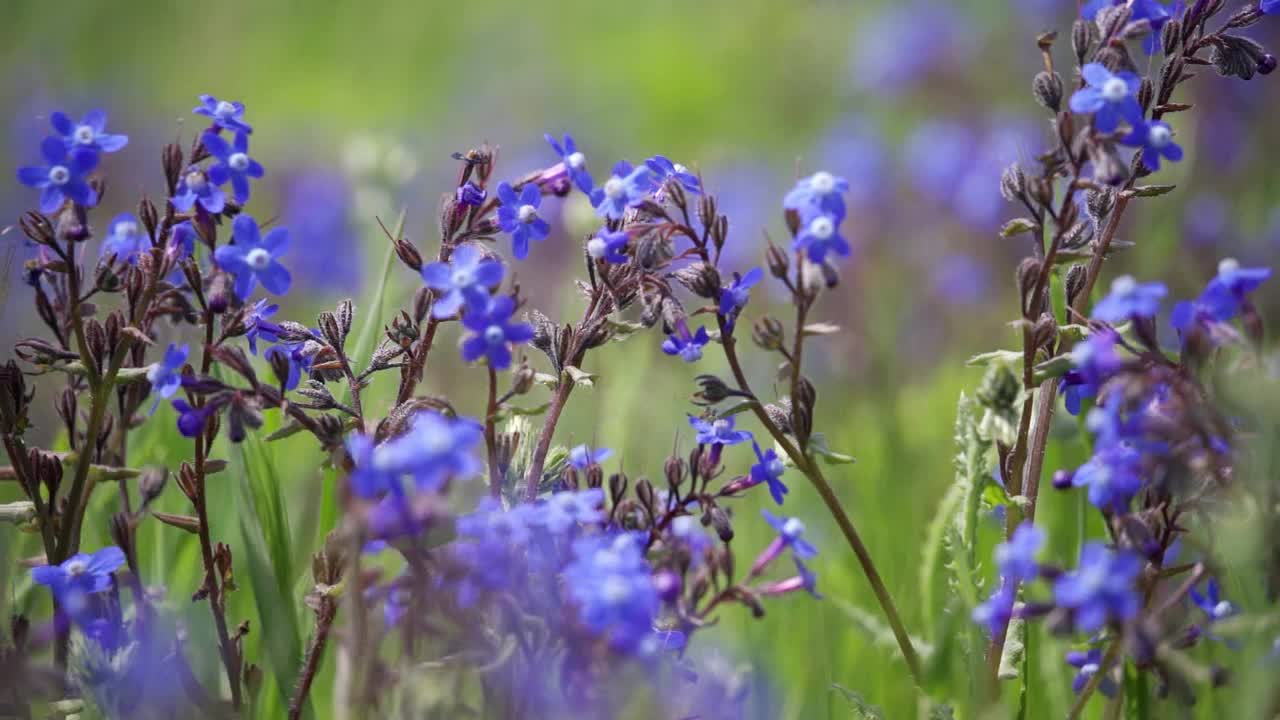 蓝色的野花。风吹香花。视频素材