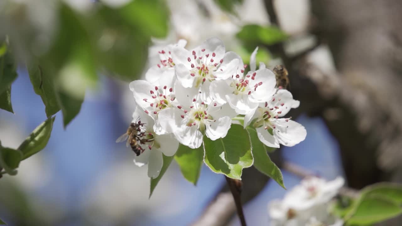 蜜蜂在苹果树的花丛中飞来飞去。白色芬芳的苹果花特写。温暖的春天。视频素材