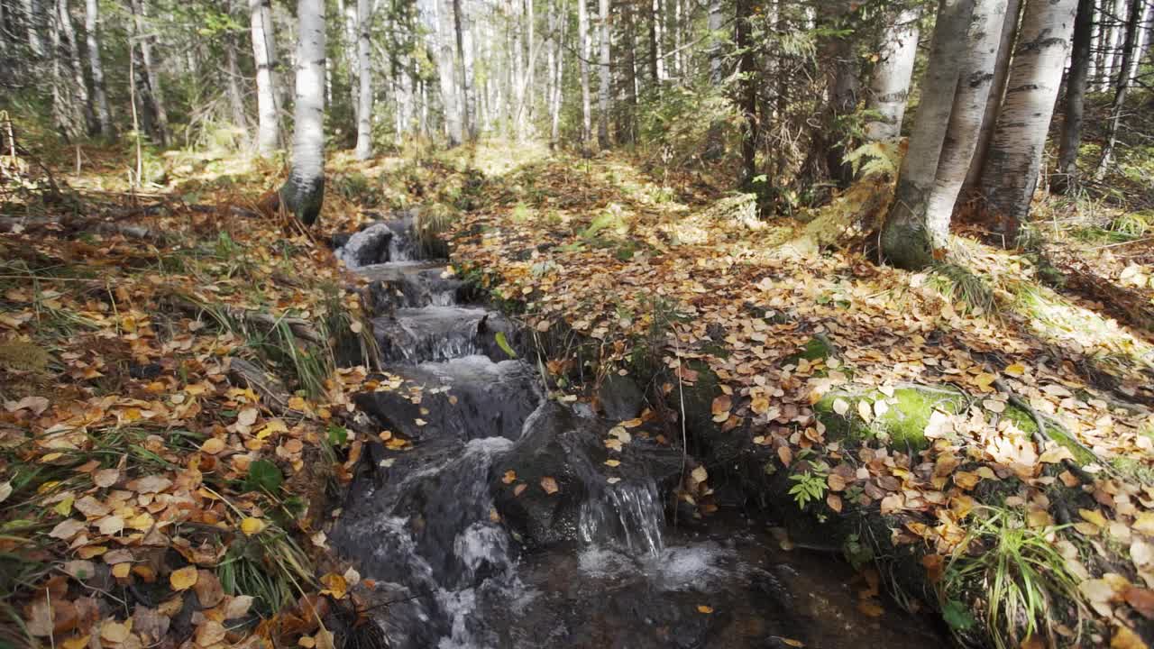 一条小山河在秋天的森林里流淌。黄色的秋叶躺在山溪旁的地上。视频素材