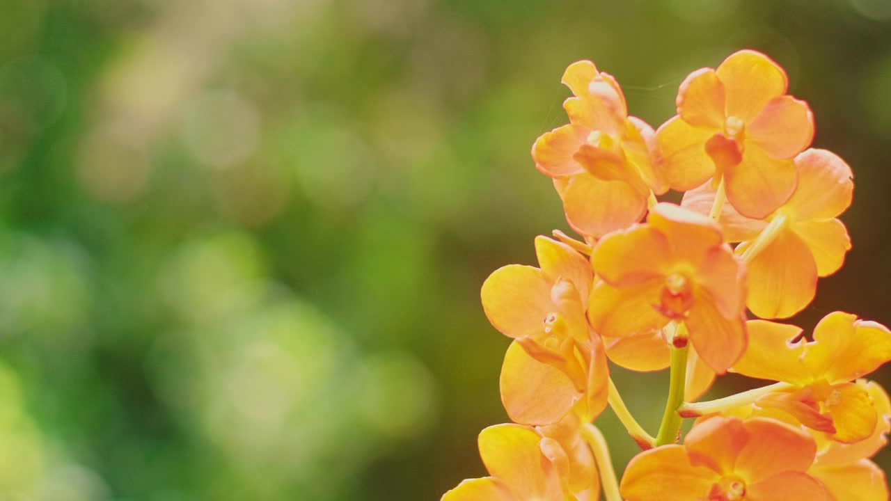 花园中橙花的特写镜头。美丽的花朵自然背景视频素材