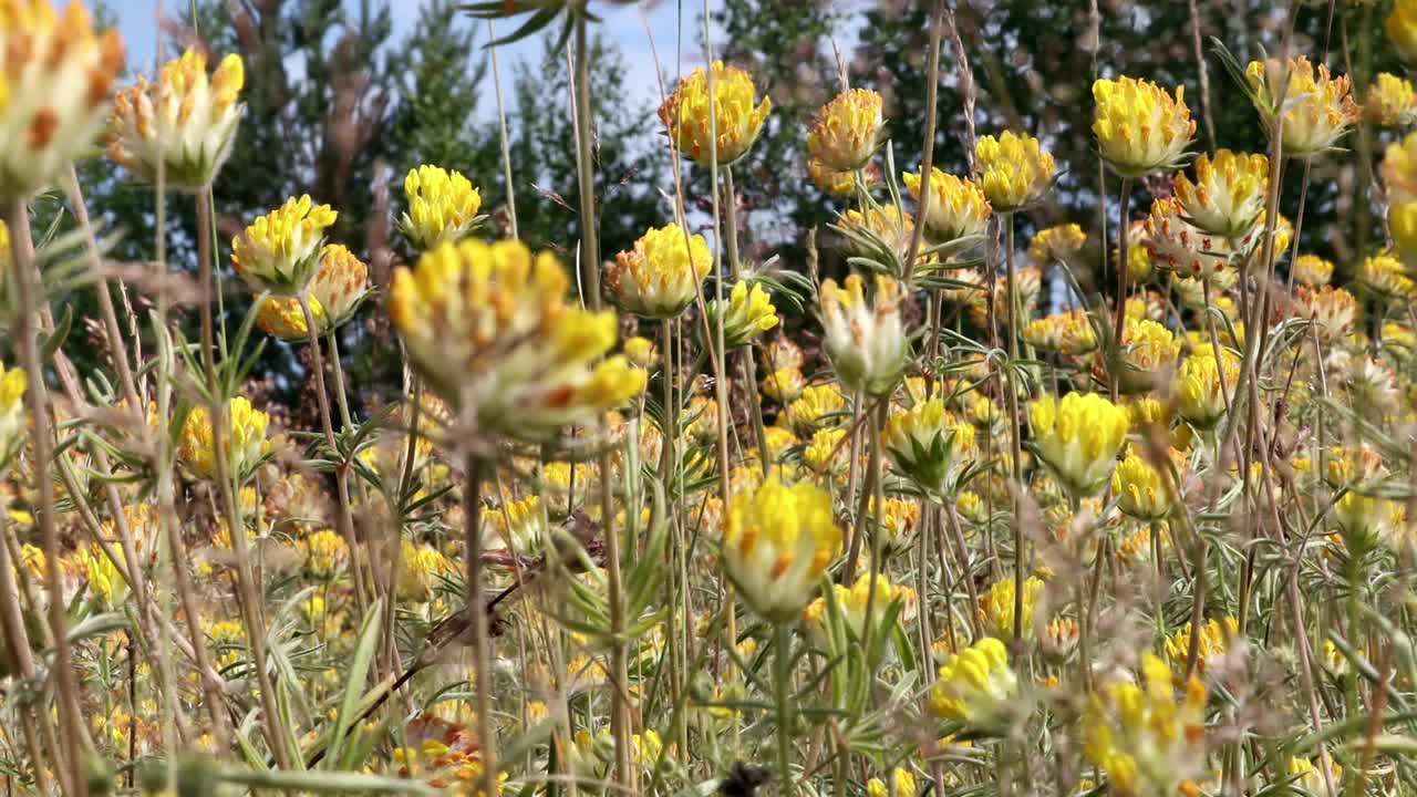 明亮的黄色三叶草花朵生长在一块空地上视频素材