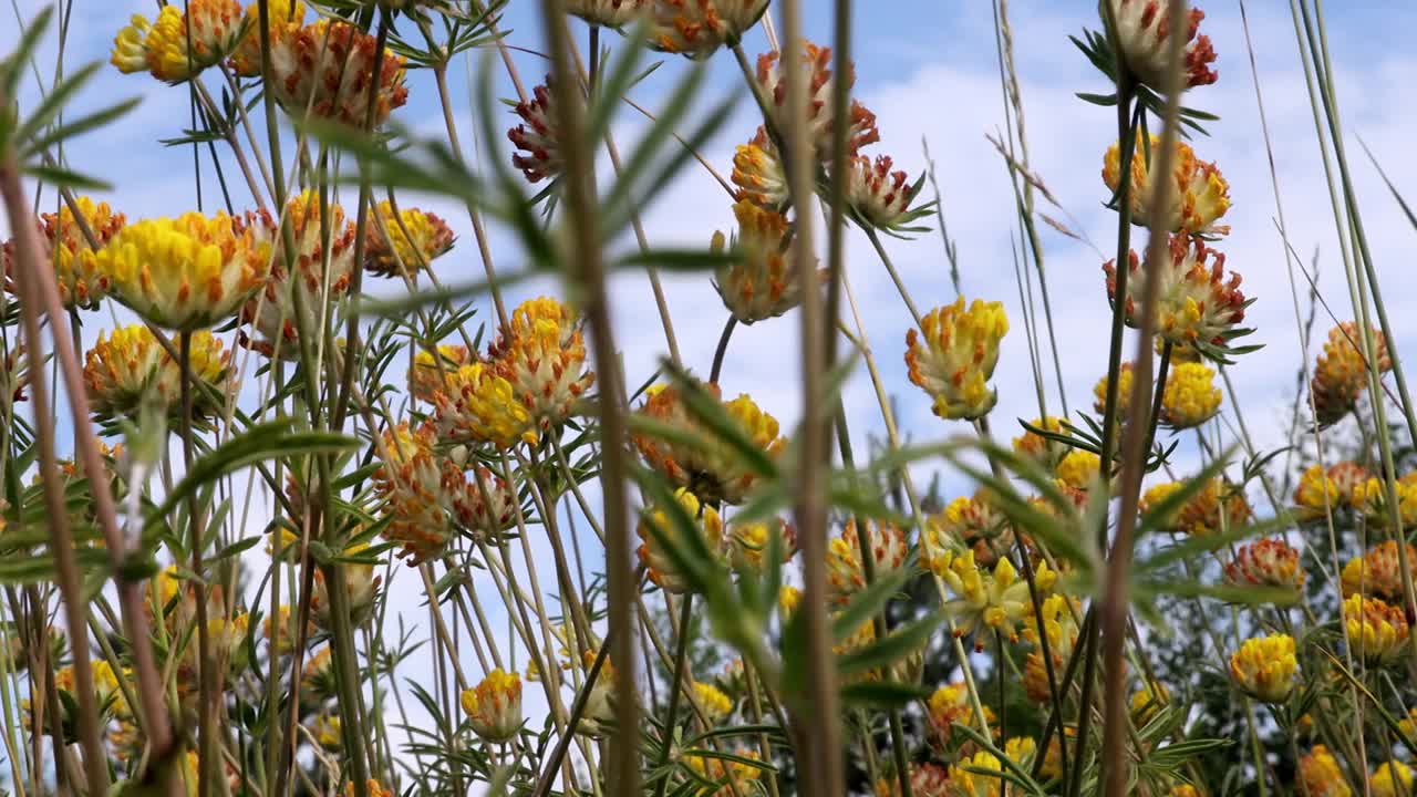 明亮的黄色三叶草花朵生长在一块空地上视频素材