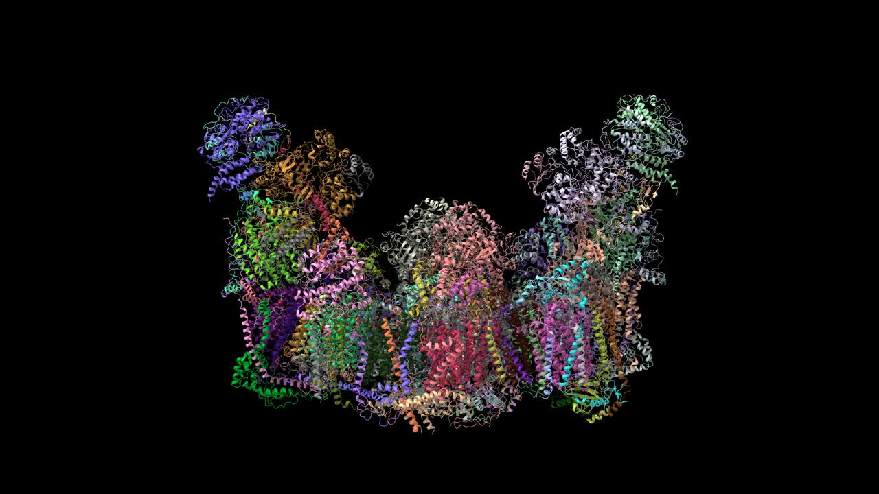 人类呼吸链巨复合体i2iii2iv2的Cryo-EM结构视频素材