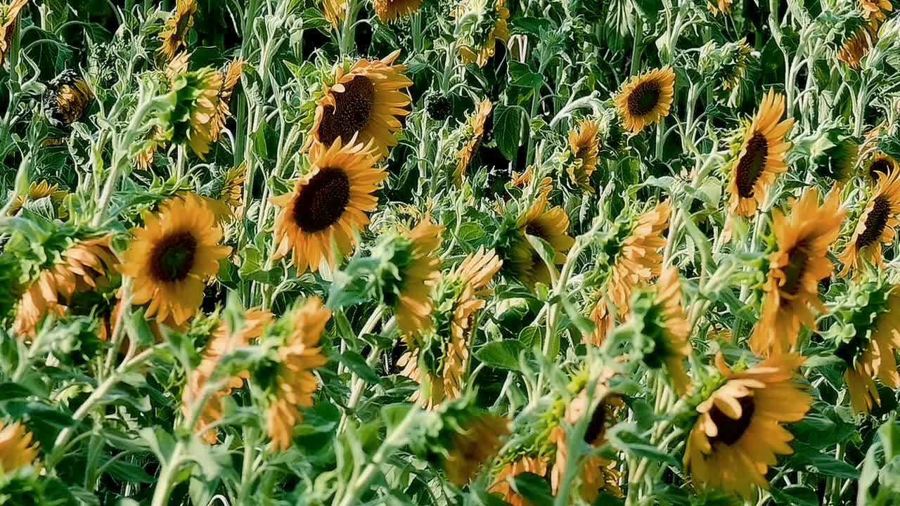 长满向日葵的田野。花在风中摇曳。视频素材