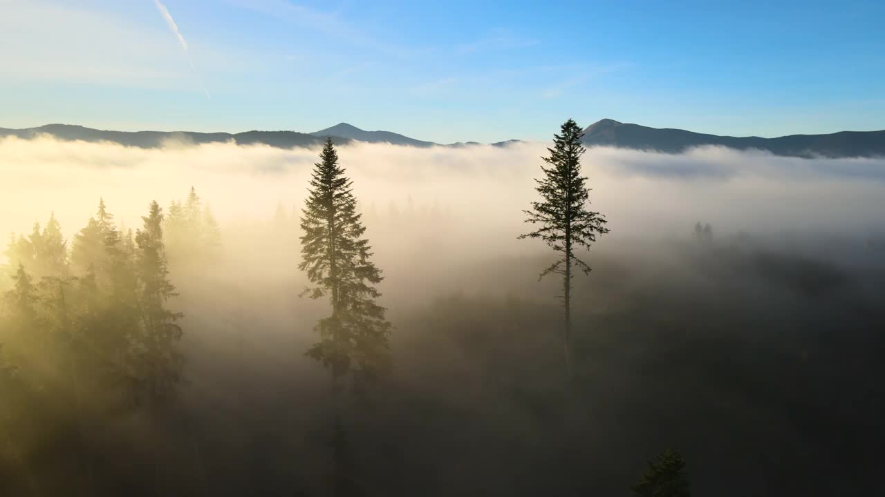 雾蒙蒙的绿色松林，云杉树冠和日出的光线透过树枝在秋天的山。视频素材