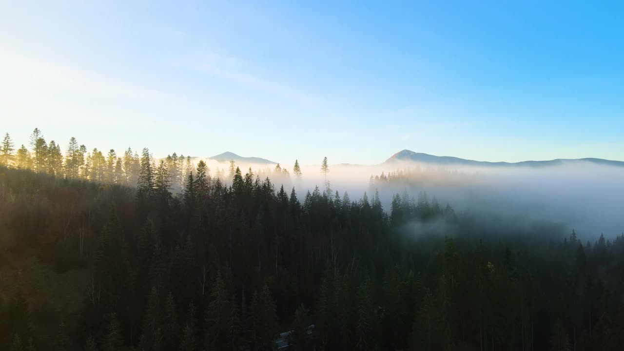 雾蒙蒙的绿色松林，云杉树冠和日出的光线透过树枝在秋天的山。视频素材