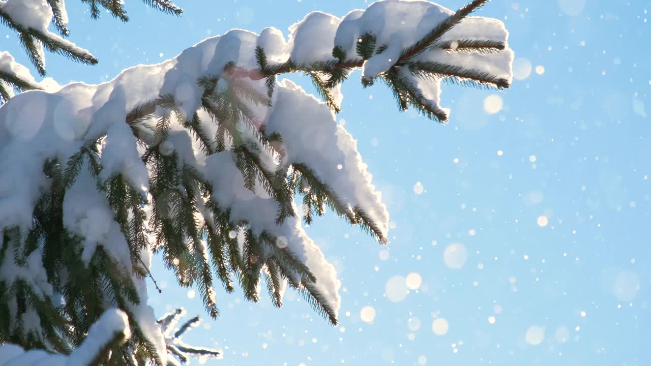 在寒冷明亮的日子里，冬天的山林里，松枝上覆盖着刚落下的雪。视频素材