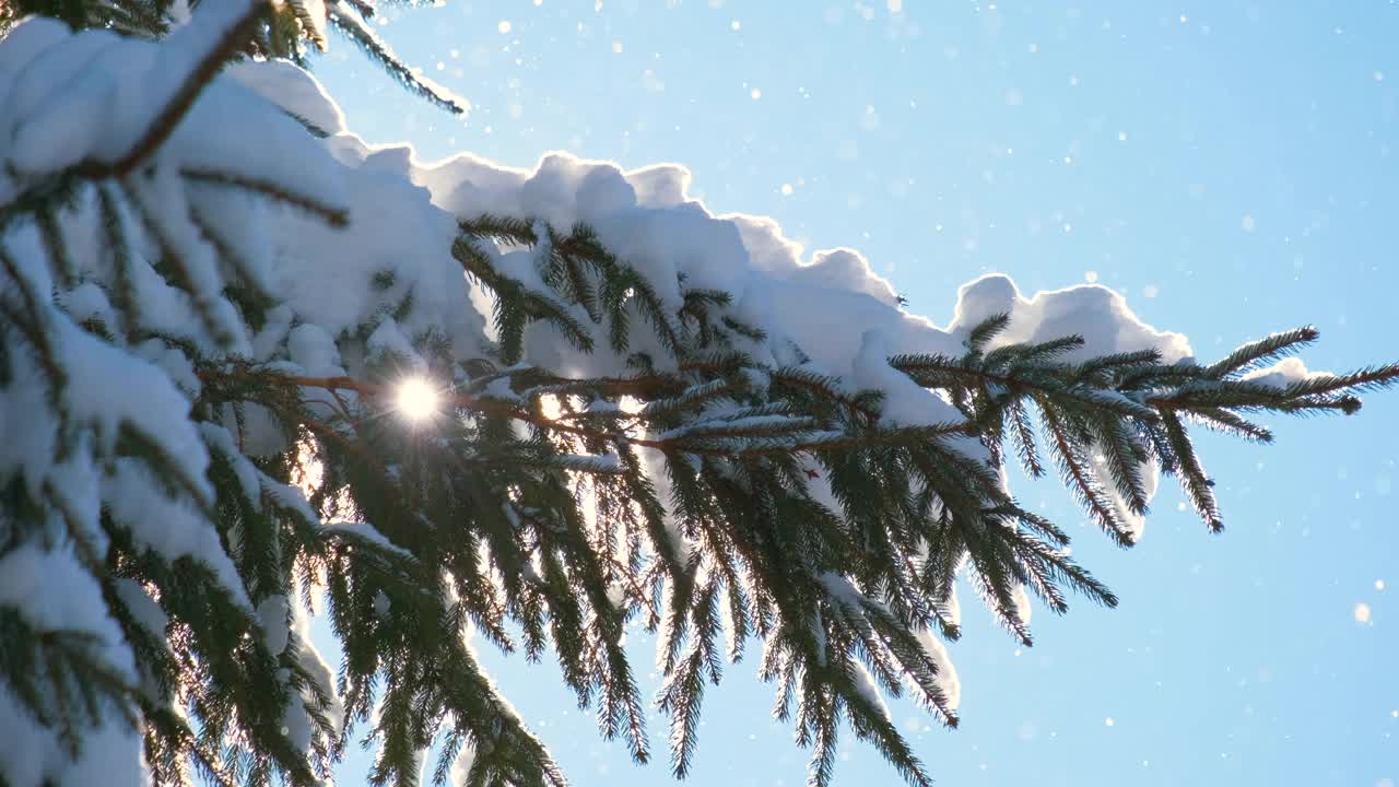 在寒冷明亮的日子里，冬天的山林里，松枝上覆盖着刚落下的雪。视频素材