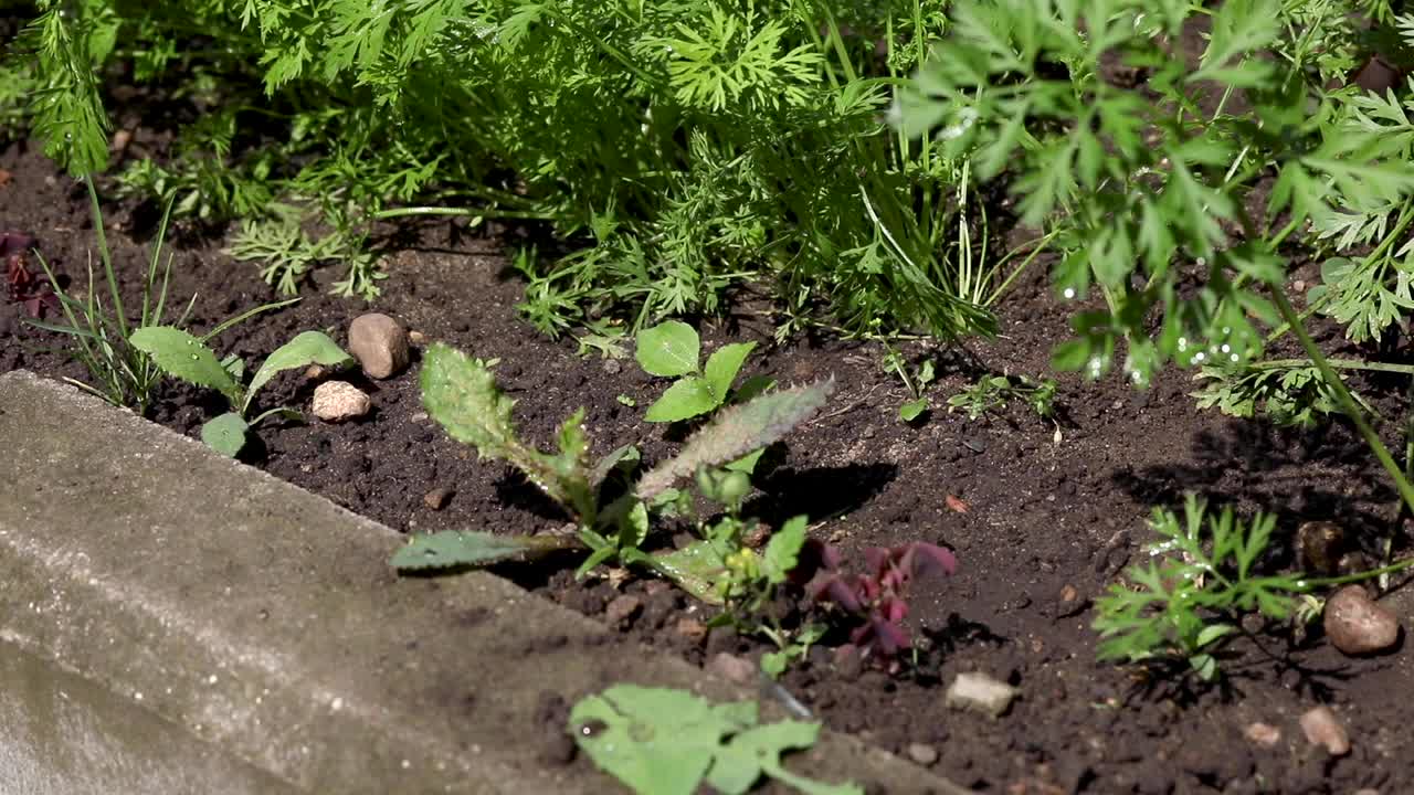 在菜园里农民给苗圃除草的过程视频素材