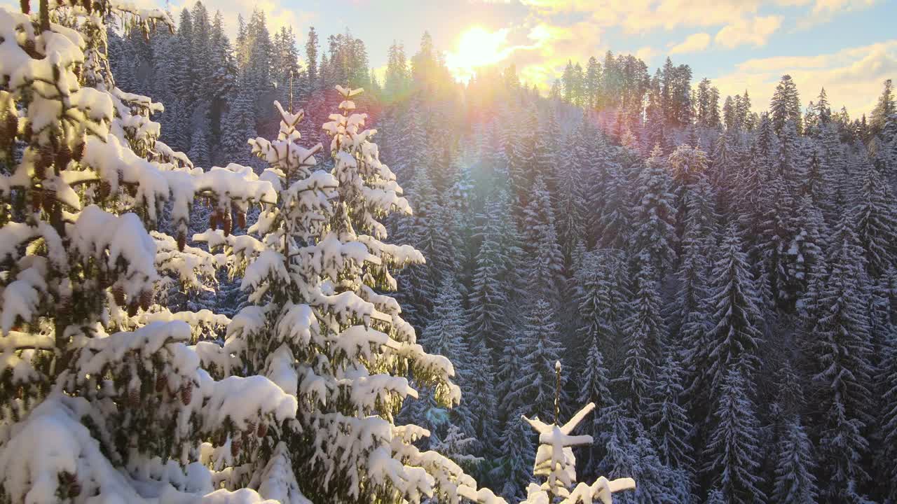 空中冬季景观与松树的雪覆盖森林在寒冷的山在日出。视频素材