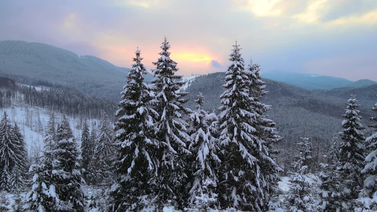 令人惊叹的冬季景观与松树的雪覆盖森林在寒冷的雾山在日出。视频素材