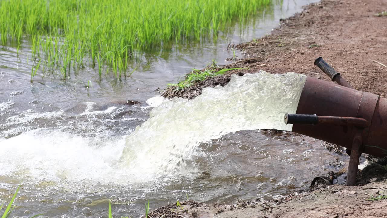 水从管道猛烈地冲进绿色的稻田的特写镜头。视频素材