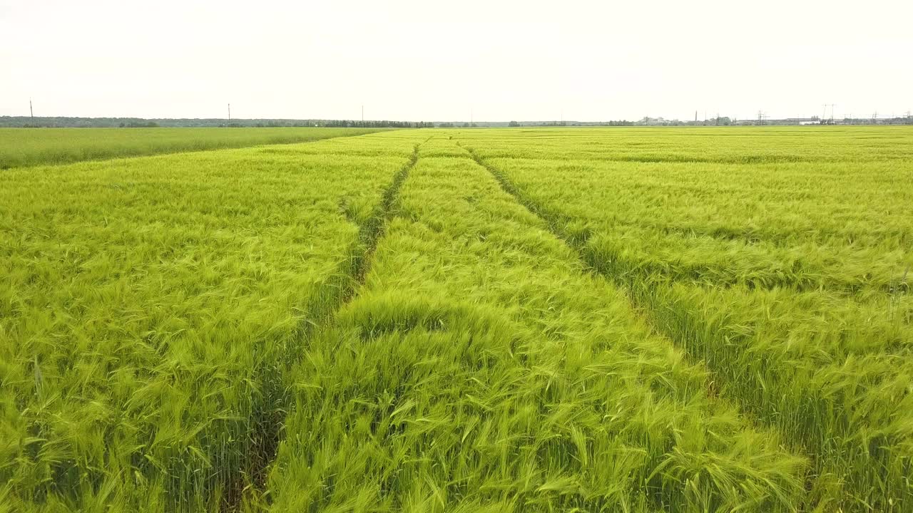 夏季，新鲜的绿色小麦在农田里成熟的特写镜头。视频素材