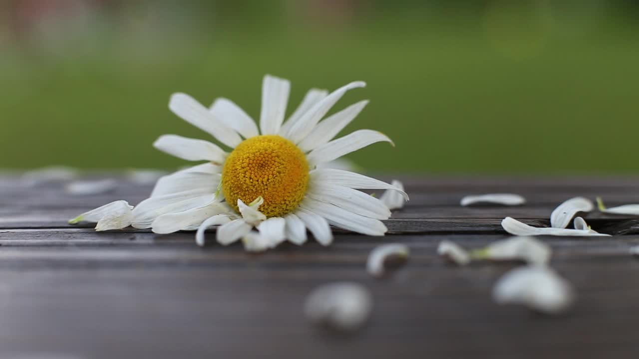 白色的花瓣落在盛开的雏菊花瓣的头上。木面上的洋甘菊，背景是绿草视频素材