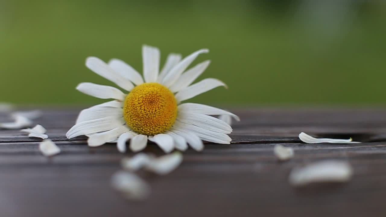 白色的花瓣落在盛开的雏菊花瓣的头上。木面上的洋甘菊，背景是绿草视频素材