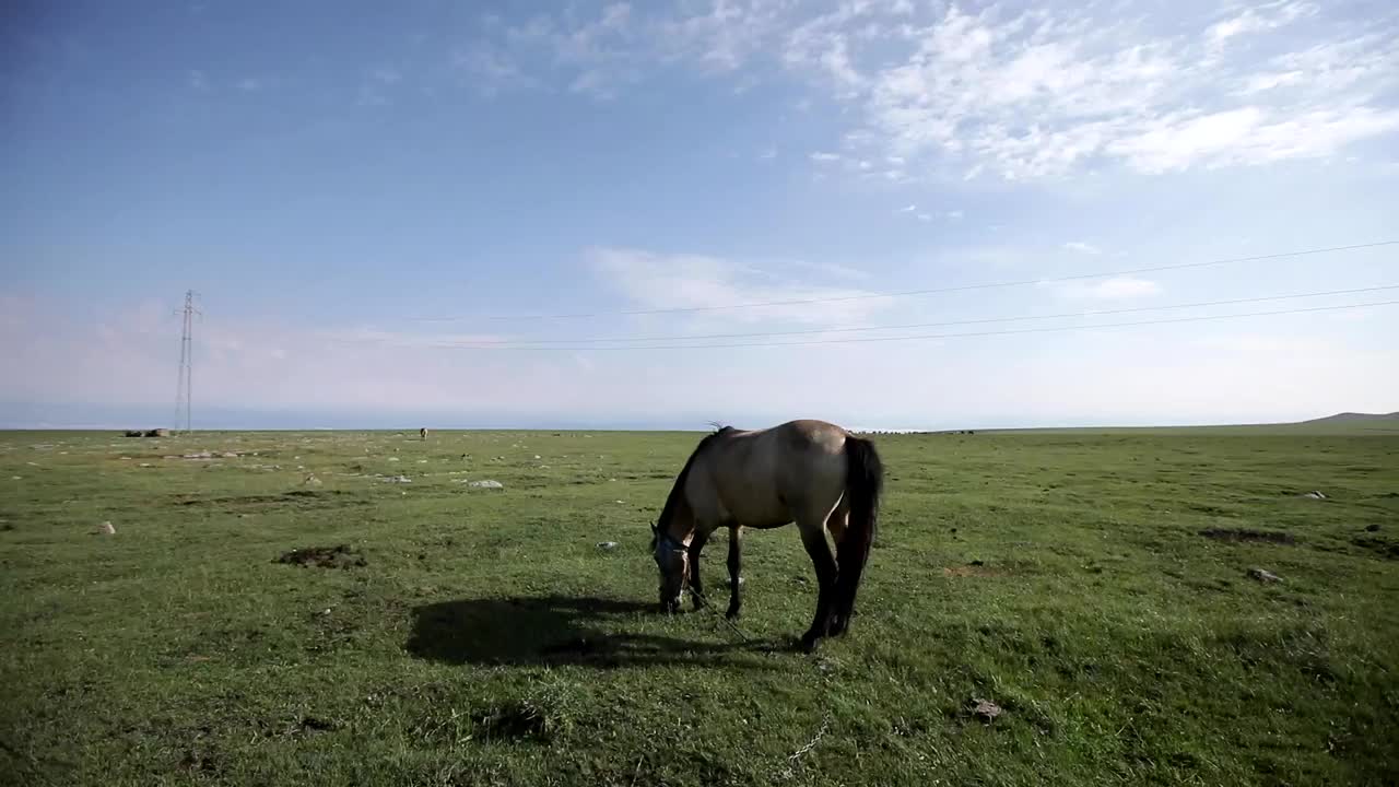 一匹马视频素材