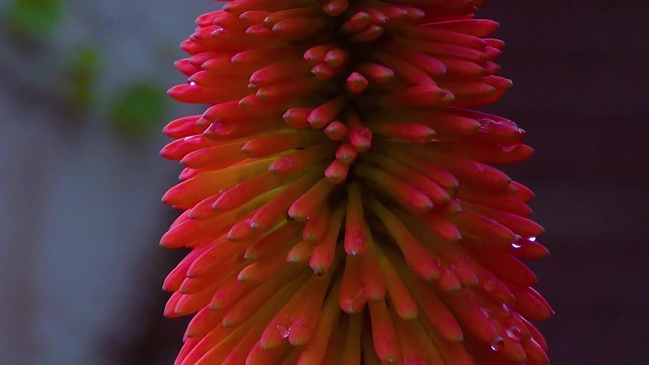 红色盛开的大烛台芦荟花(aloe arborescens)也称为圣诞节芦荟。视频素材