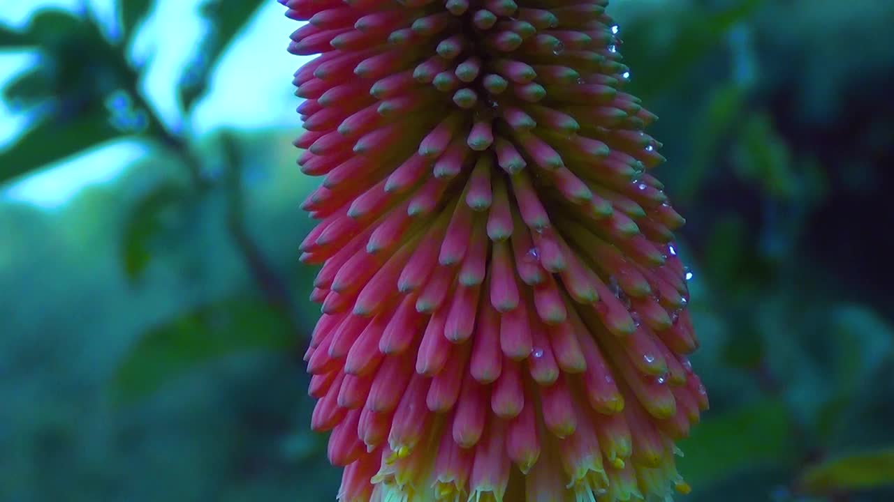 红色盛开的大烛台芦荟花(aloe arborescens)也称为圣诞节芦荟。视频素材