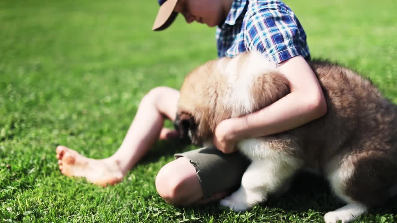 户外的圣伯纳犬视频素材