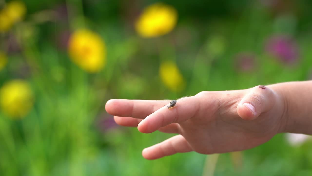 小蜗牛爬在孩子们的手上，绿色草地的背景和鲜花。孩子探索世界。视频素材