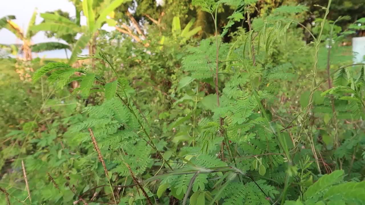 美丽的绿色植物在阳光明媚的夏天视频素材