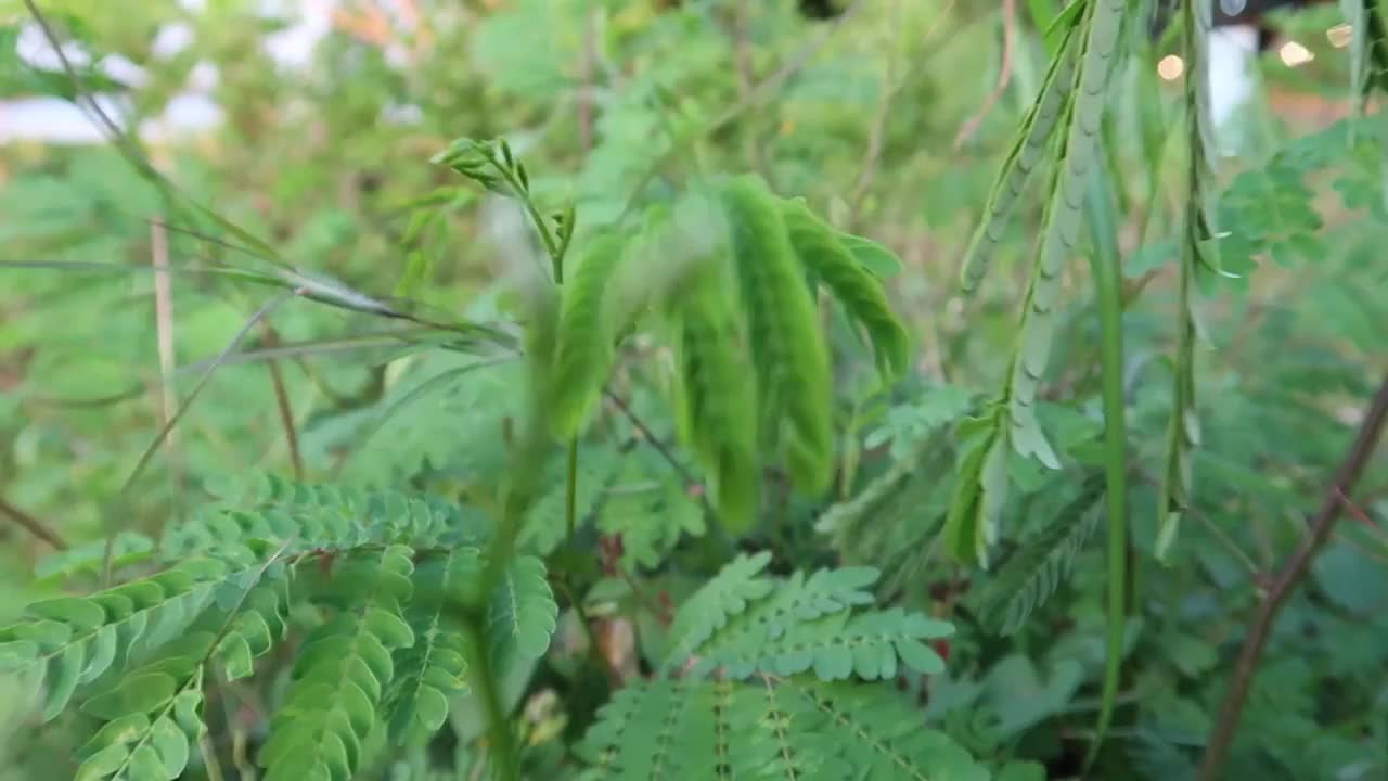 美丽的绿色植物在阳光明媚的夏天视频素材