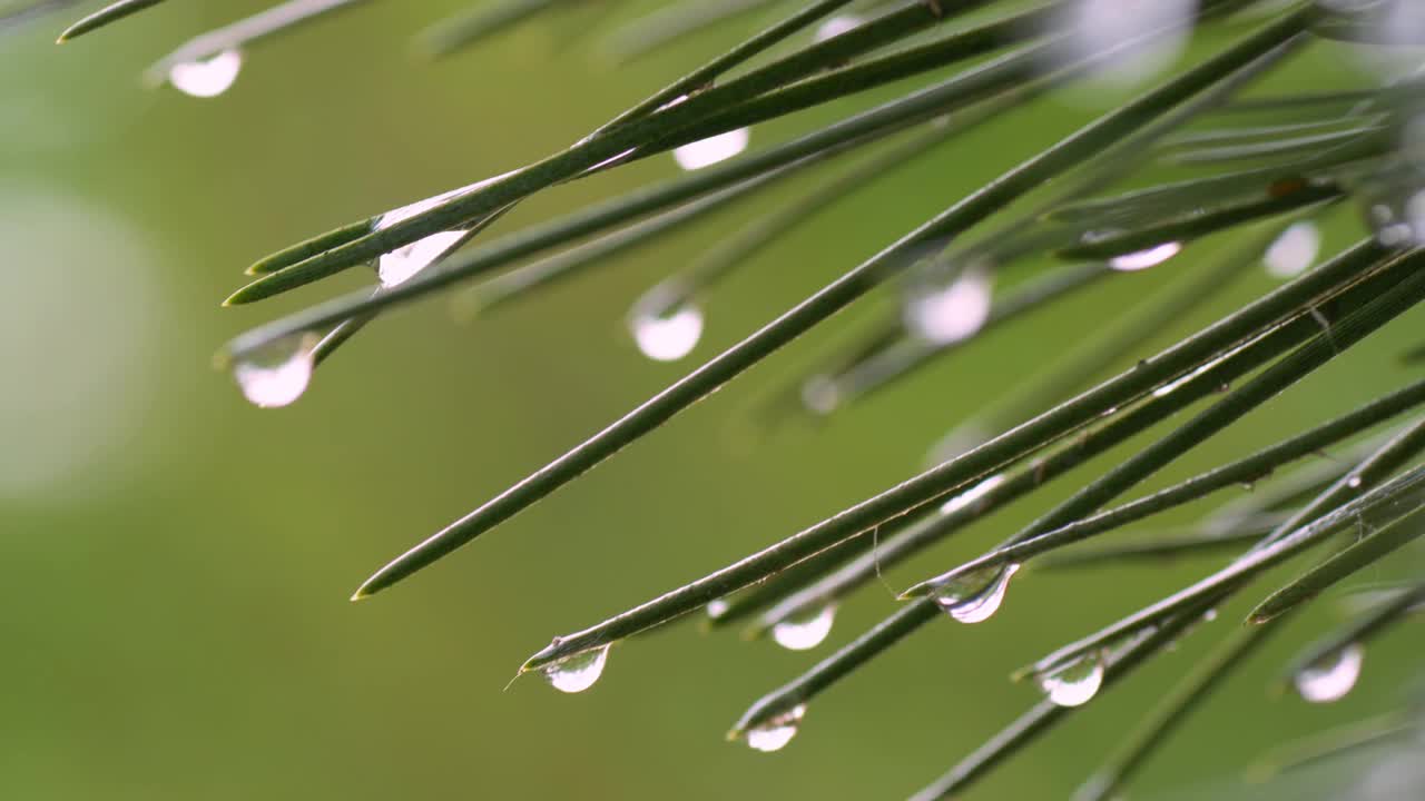 特写的绿色松针覆盖着雨滴视频素材