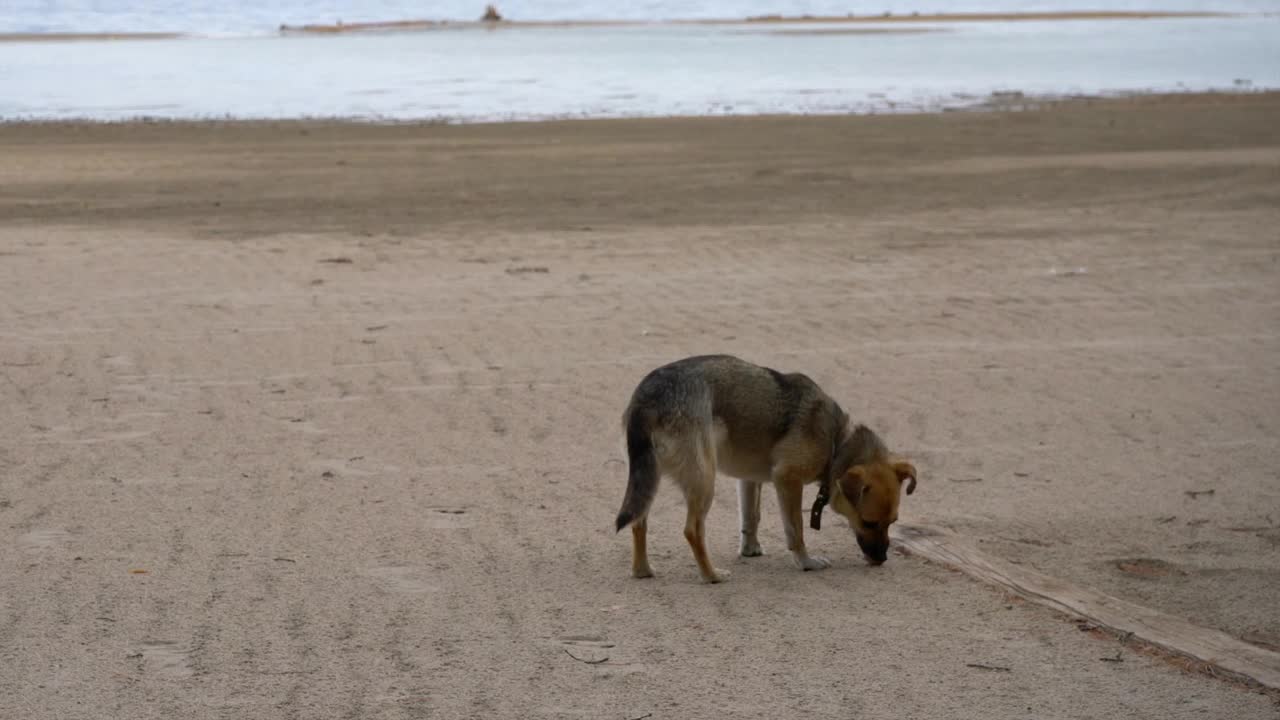 那条流浪狗在海滩上找到了食物视频下载