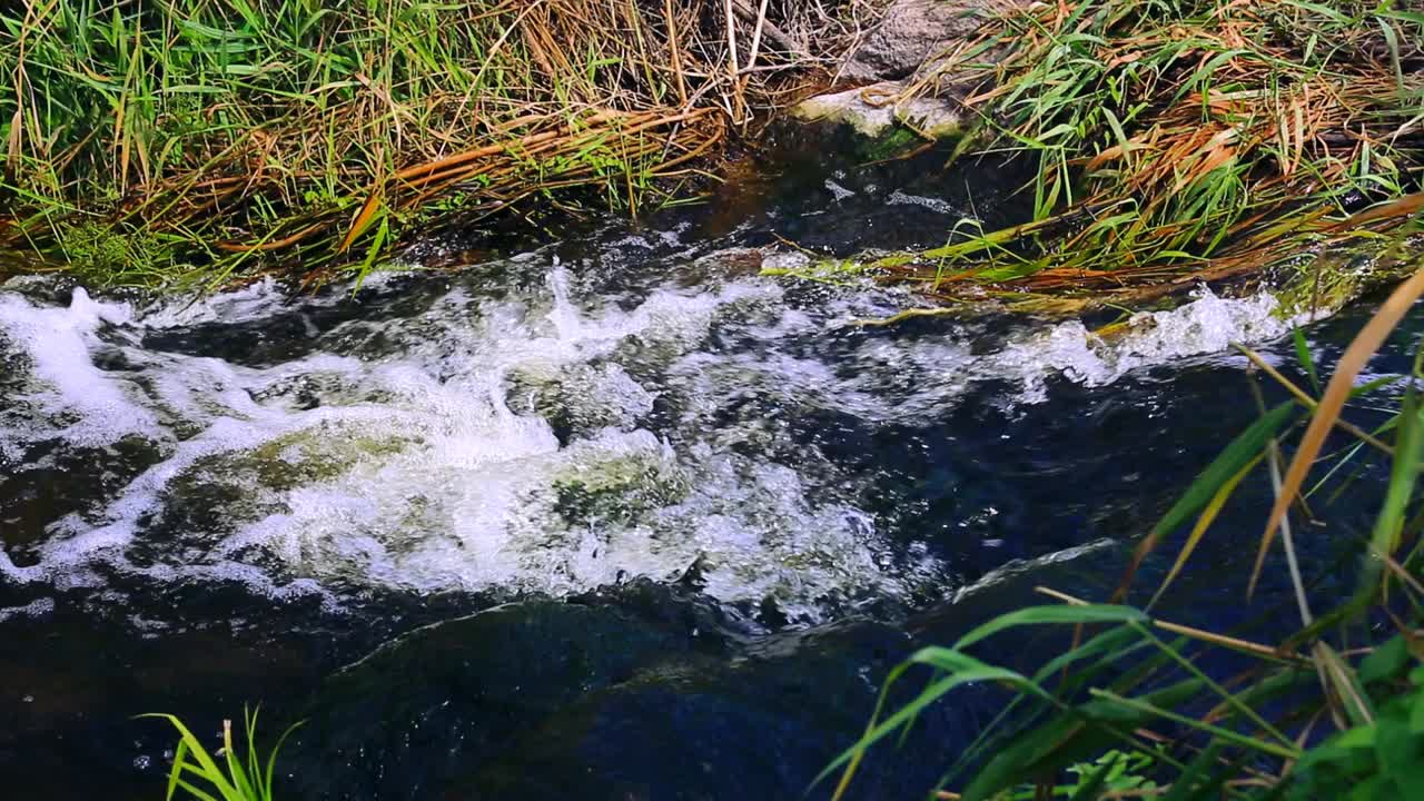 水流在河中潺潺流淌，河床上有芦苇和石头，自然景观中有流水无人。视频下载