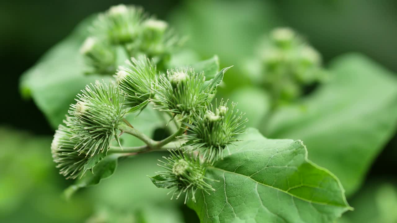 牛蒡的花序在风中摇曳。牛蒡被广泛应用于药用植物中视频素材