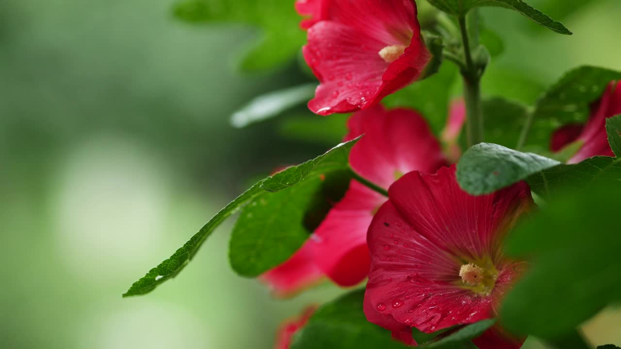 紫菀花鲜红。美丽明亮的红雀花摇曳着视频素材