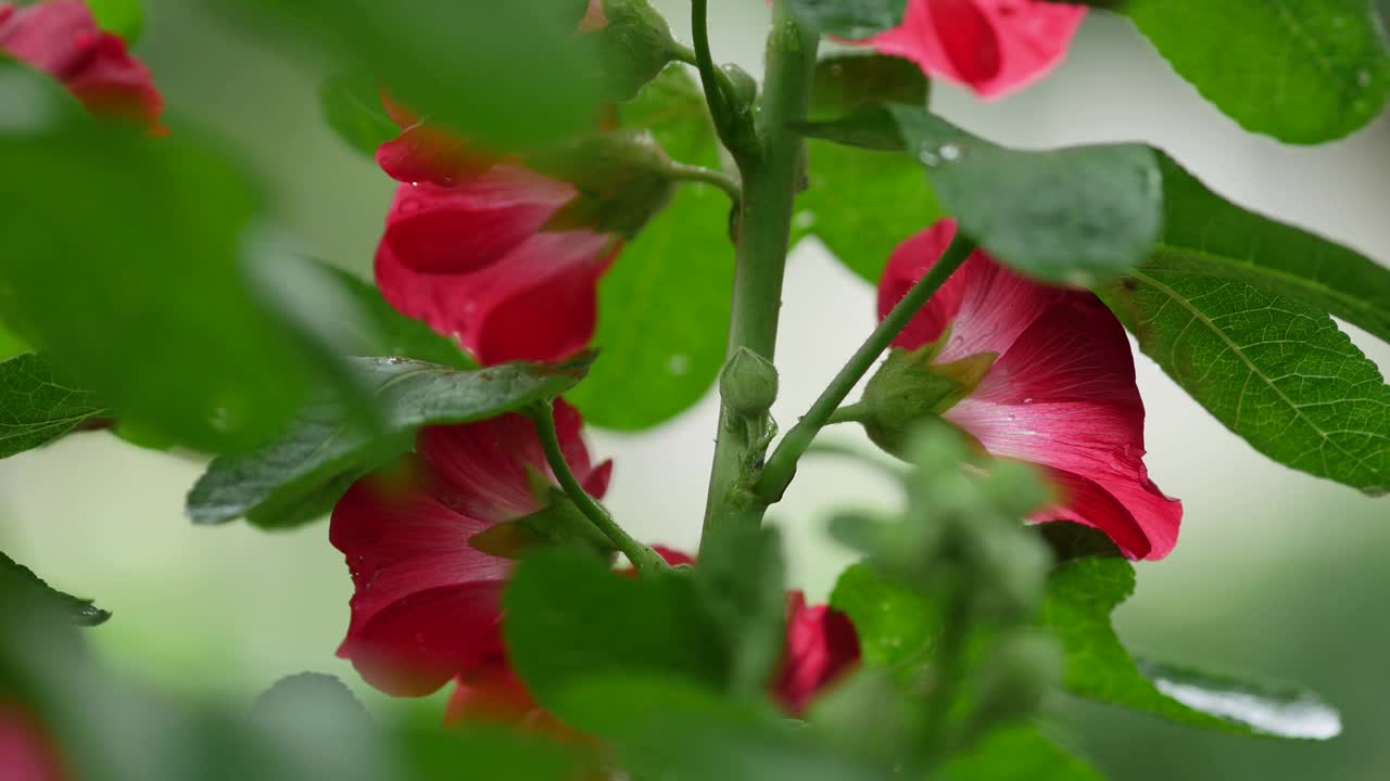 紫菀花鲜红。美丽明亮的红雀花摇曳着视频素材