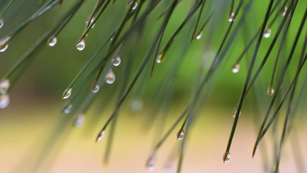 特写的绿色松针覆盖着雨滴视频素材