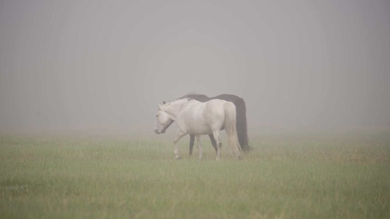 马吃新鲜的绿色草地，雾蒙蒙的早晨在野生牧场，全高清视频视频素材