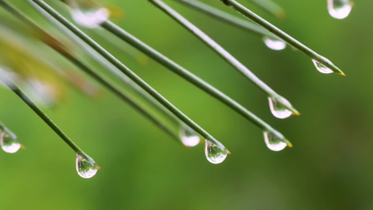 特写的绿色松针覆盖着雨滴视频素材