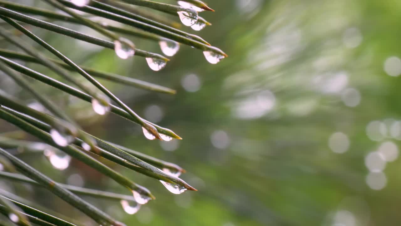 特写的绿色松针覆盖着雨滴视频素材