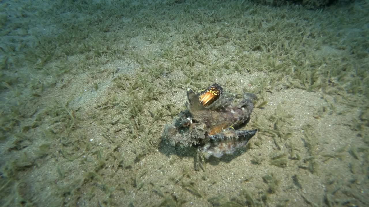 恶魔毒刺在长满海藻的沙底上慢慢行走。长须食尸鬼、海妖精或章鱼(Inimicus didactylus)视频素材