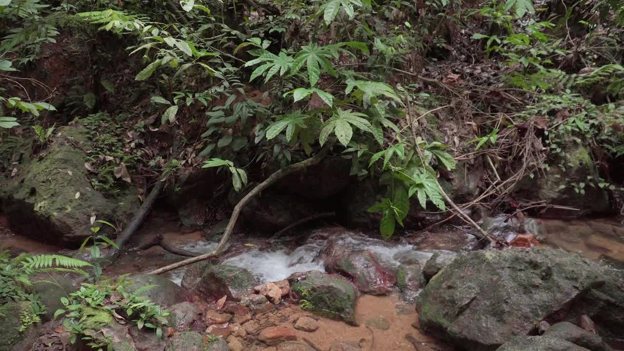 在雨林中流淌的山涧河流。小溪在森林深处的石头间流淌。丛林森林中瀑布的小瀑布从岩石上流过。视频素材