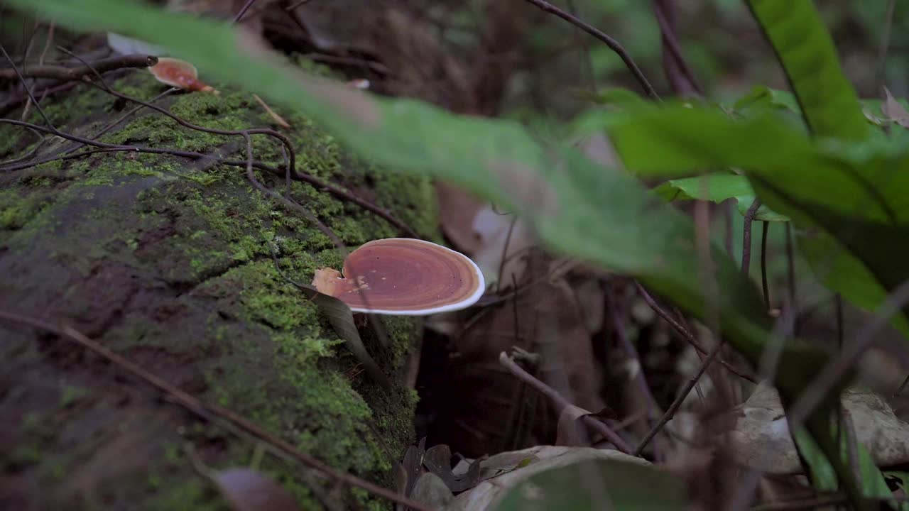 在森林或丛林中，蘑菇灵芝生长在倒下的苔藓树干上。热带雨林中的棕色真菌火绒。视频素材