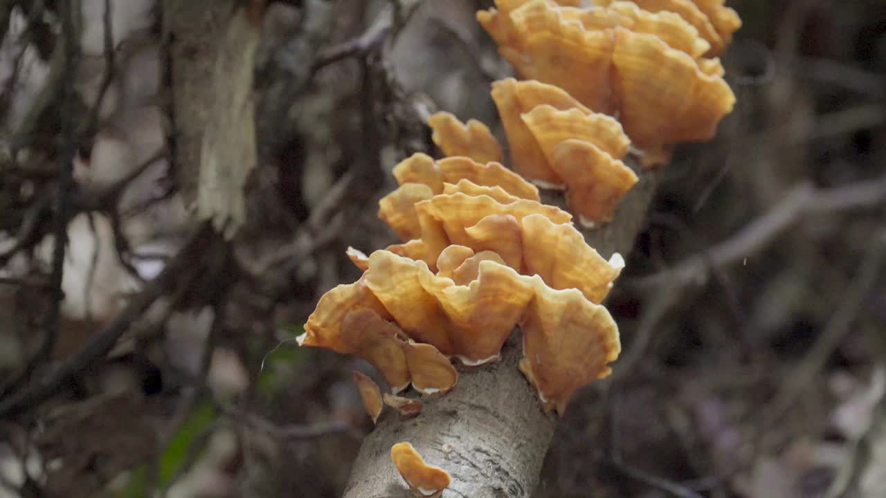 热带雨林中的棕色蘑菇。生长在浮木上的野生蘑菇。丛林倒树树干上生长的真菌-火绒菌科。视频素材