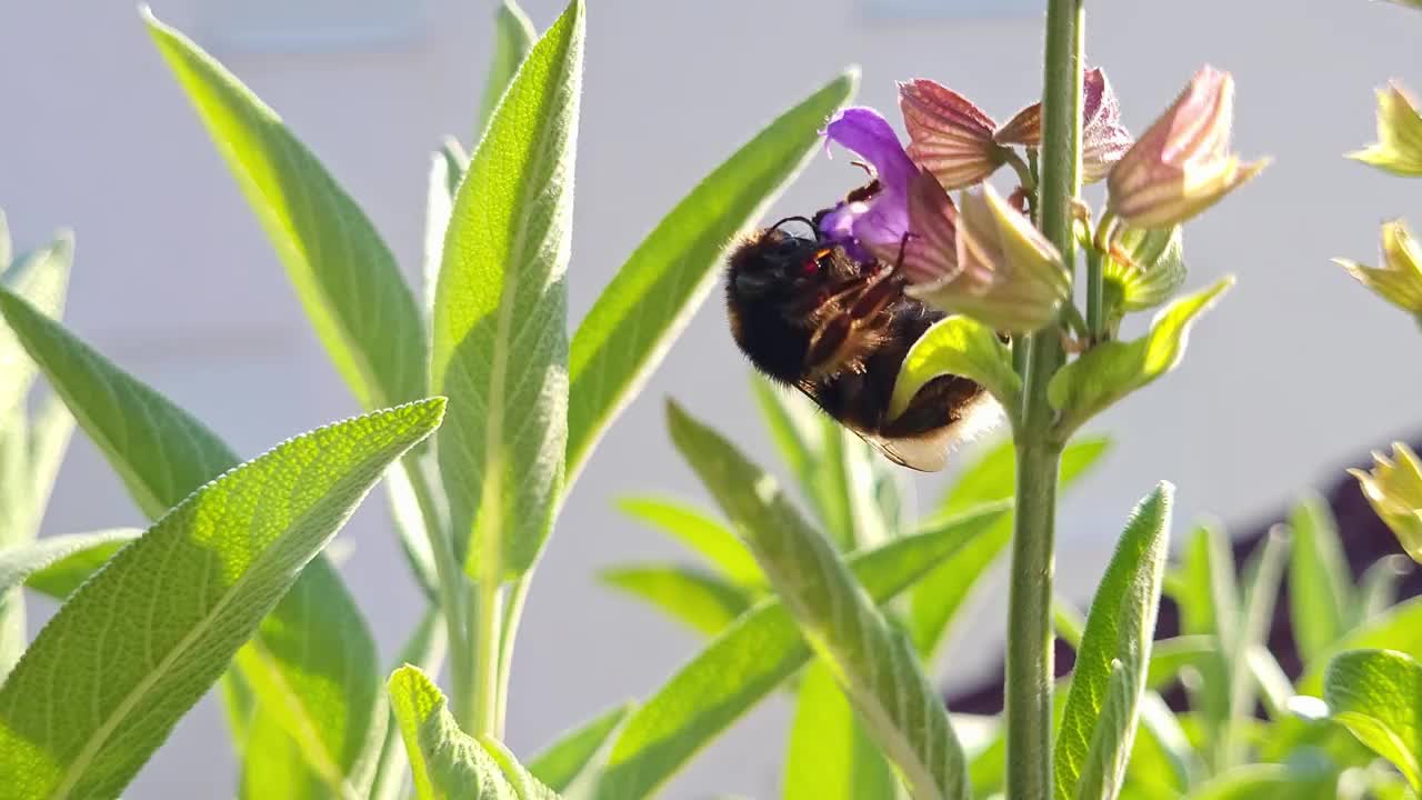 大黄蜂在鼠尾草花上视频素材