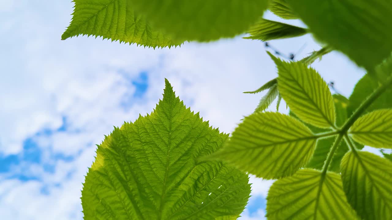 新鲜的绿色叶子在蓝色的天空背景。夏天的背景。阳光明媚的日子里树叶的慢动作。视频素材