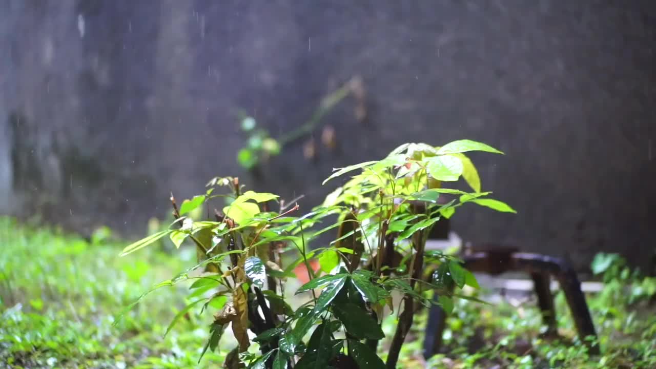 雨视频素材