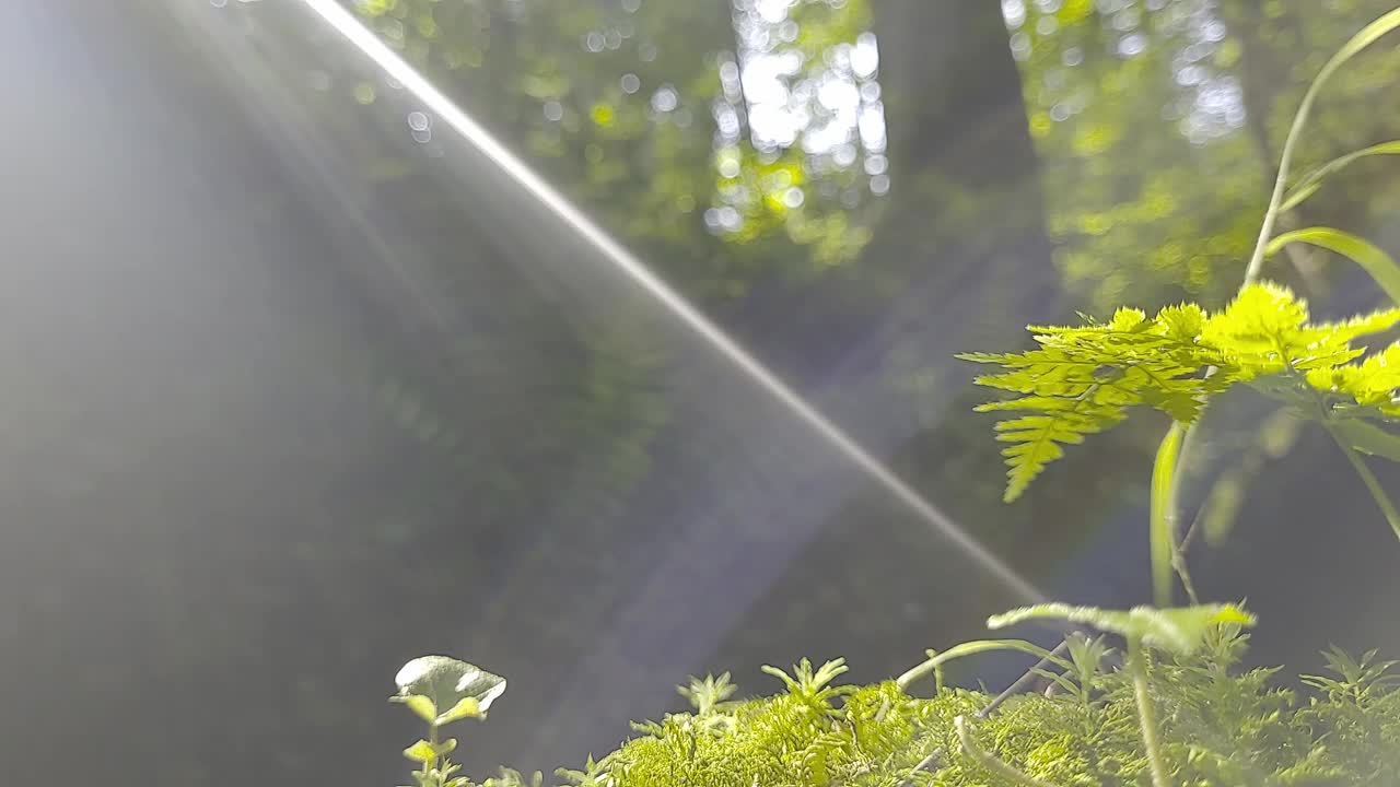 森林里的阳光和阴影视频素材