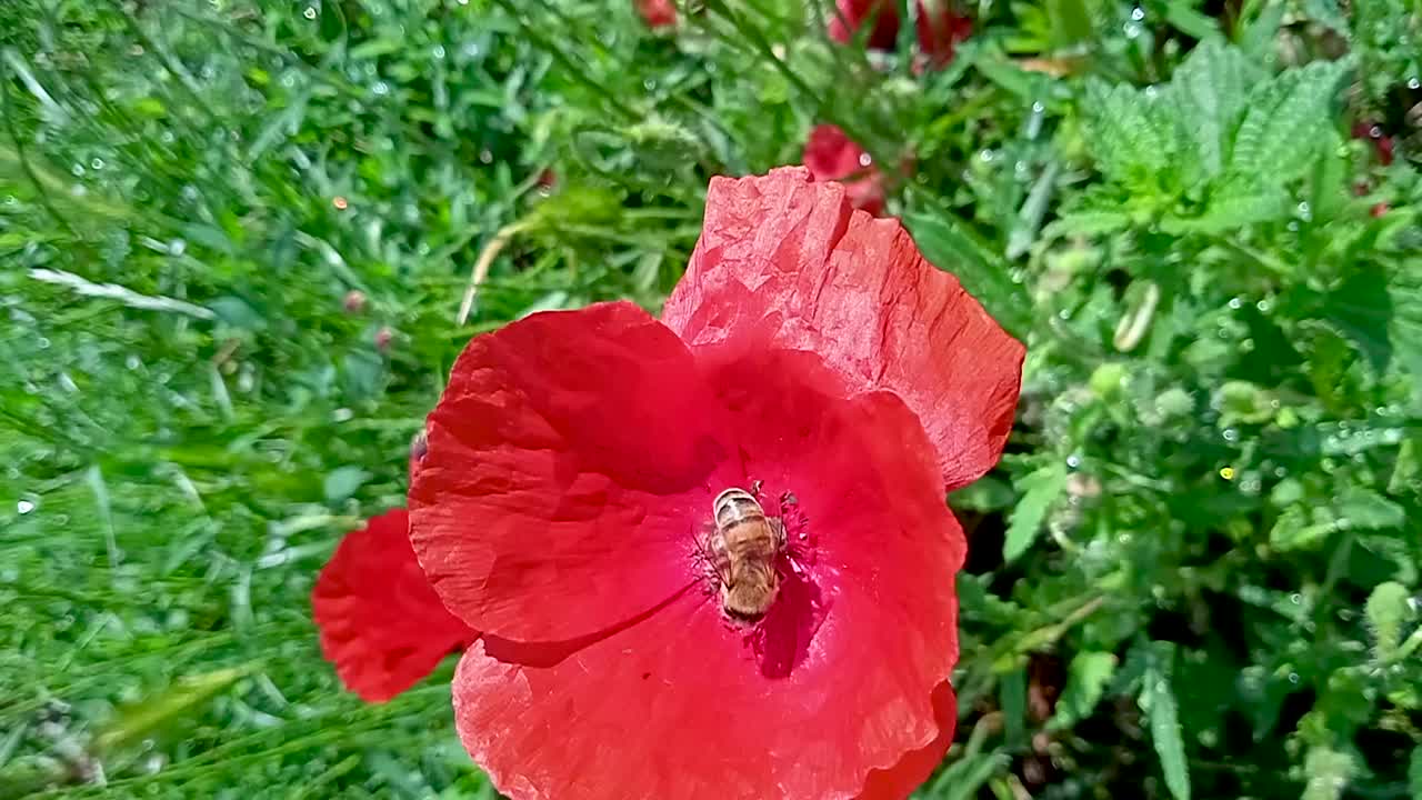 蜜蜂从罂粟花中采集花粉视频素材